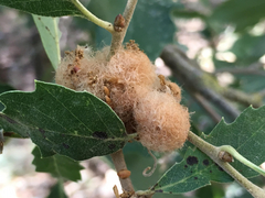 Andricus quercusramuli