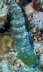 Tydemania expeditionis