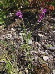Polygala major