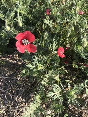 Papaver hybridum