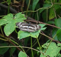 Neptis pryeri