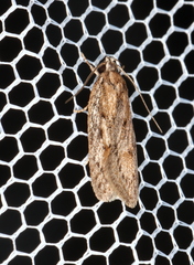 Acantholena siccella