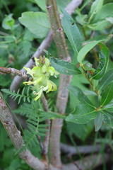 Pedicularis compacta