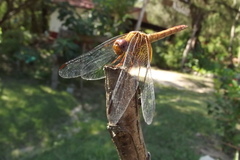 Dythemis maya