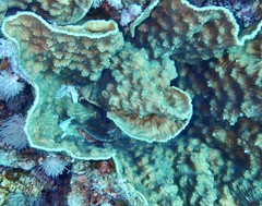 Mycedium elephantotus