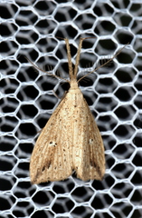 Trigonistis demonias