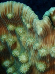 Mycedium elephantotus