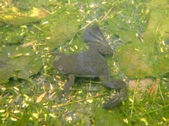 Xenopus