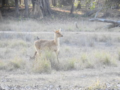 Rucervus duvaucelii branderi