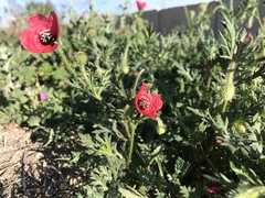 Papaver hybridum
