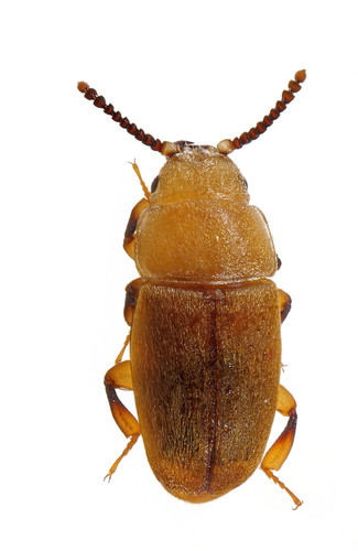 Antherophagus ochraceus photo 3