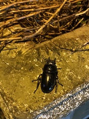 Dorcus schenklingi