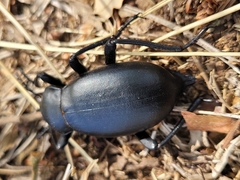 Blaps lusitanica