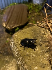 Dorcus schenklingi