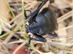 Blaps lusitanica