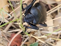 Blaps lusitanica