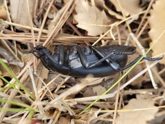 Blaps lusitanica