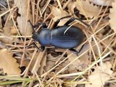 Blaps lusitanica