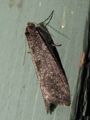 Lepidoscia euryptera