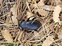 Blaps lusitanica