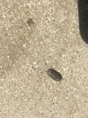 Armadillidium vulgare