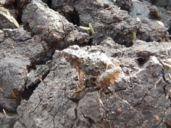 Phrynobatrachus natalensis