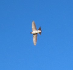 Delichon urbicum