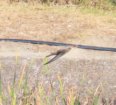 Ptyonoprogne rupestris