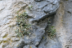 Petrocoptis hispanica