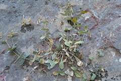 Petrocoptis hispanica