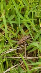 Incertana decorata