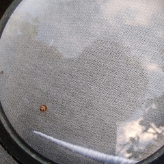Hypognatha
