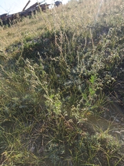 Artemisia sieversiana