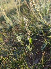 Artemisia sieversiana
