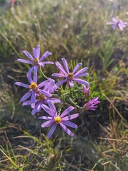 Galatella angustissima