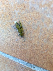 Chlorophorus glabromaculatus