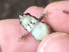 Phrynobatrachus natalensis