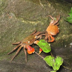 Chiromantes haematocheir