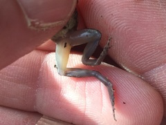 Phrynobatrachus natalensis