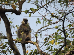 Trachypithecus pileatus