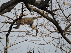 Trachypithecus pileatus