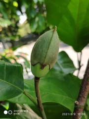Magnolia coco