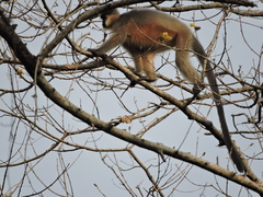 Trachypithecus pileatus