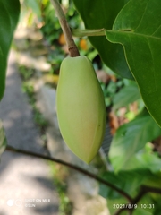 Magnolia coco