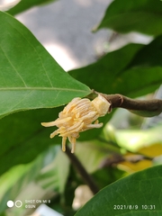 Magnolia coco