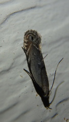 Battaristis concinnusella