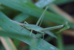 Acrida cinerea