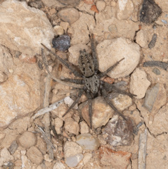 Berlandina plumalis