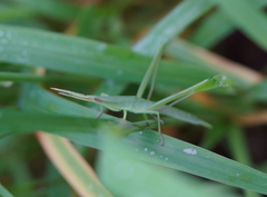 Acrida cinerea