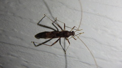 Paraxenetus guttulatus